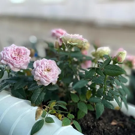 Apartamento Casa Rosas Do Mondego *