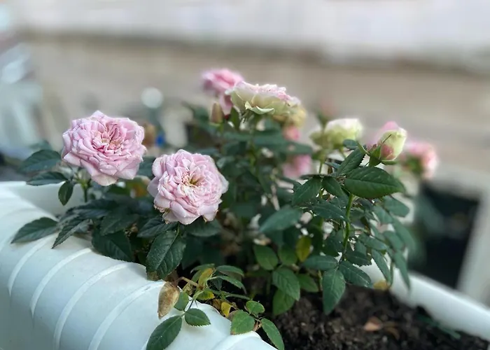 Apartamento Casa Rosas Do Mondego *